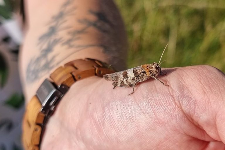 Umweltplanerische Leistung - Heuschrecken-Kartierung