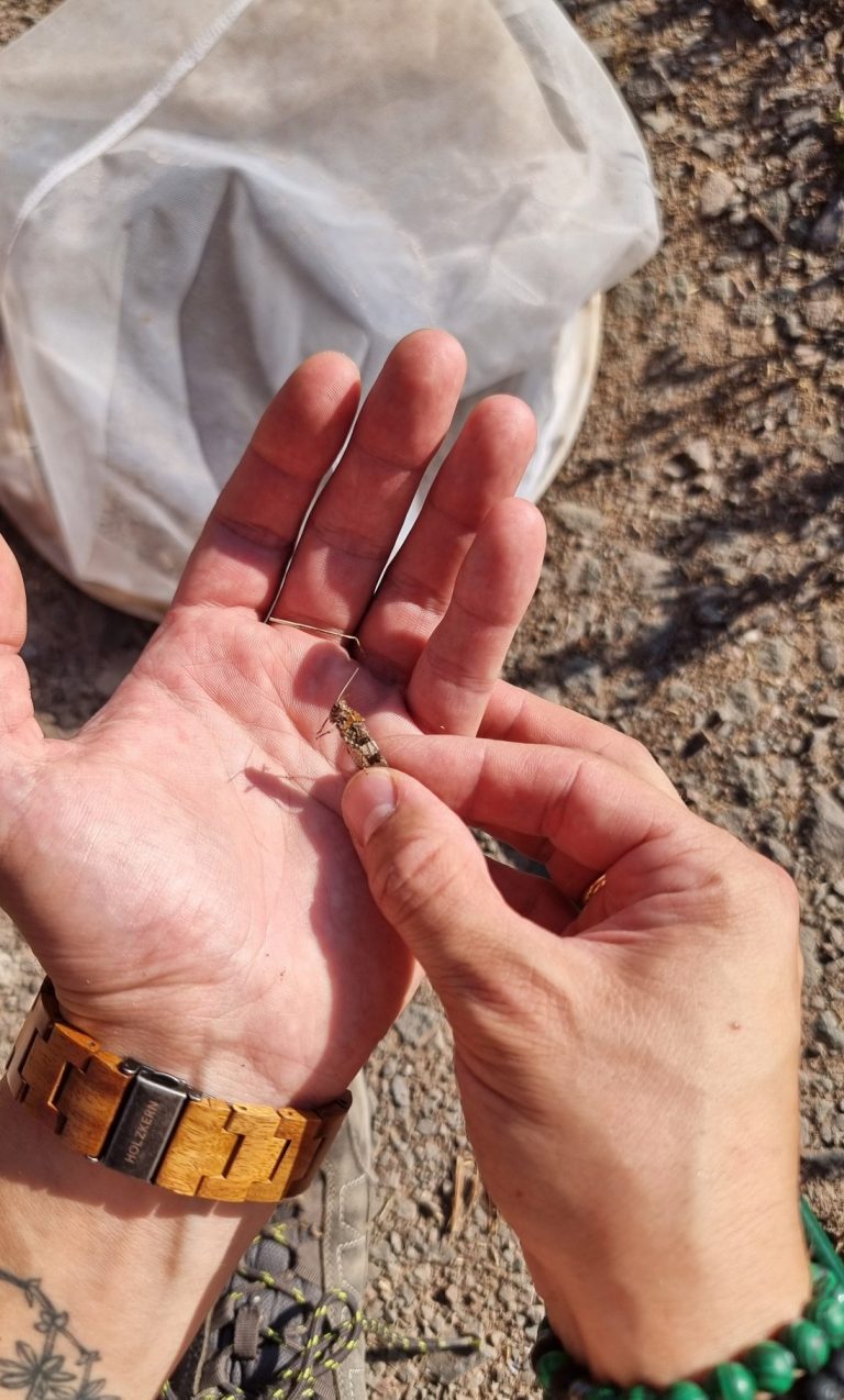 Heuschrecken-Kartierung