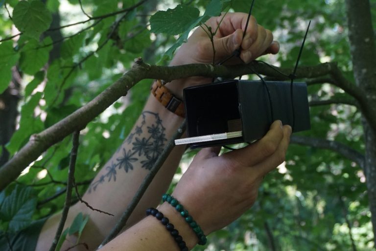 Umweltplanerische Leistung - Haselmaus-Kartierung