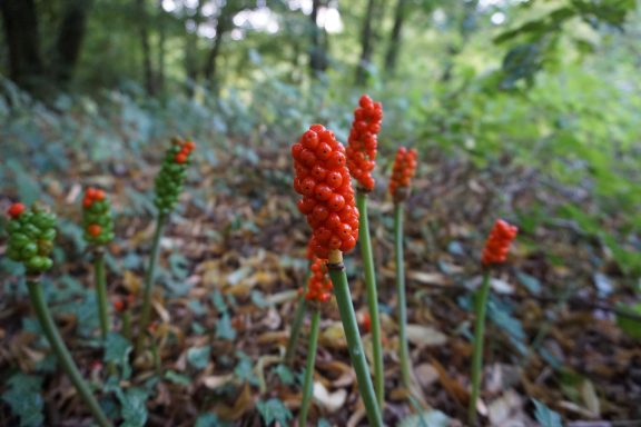 Aronstab im basenreichen Wald