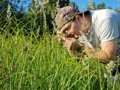 Pflanzenbestimmung mit der Einschlaglupe