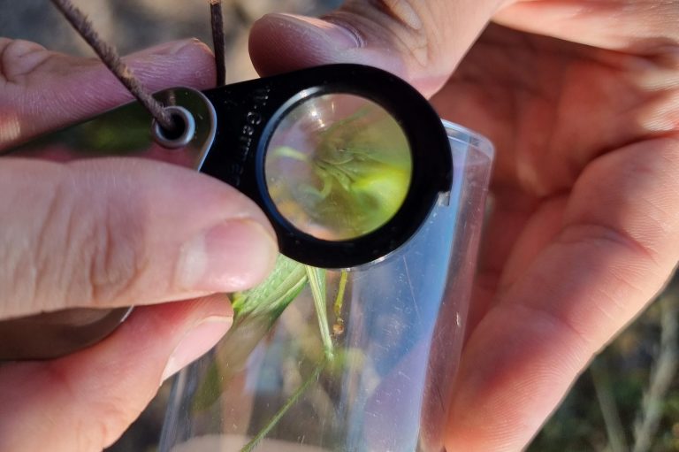 Umweltplanerische Leistung - Feldökologische Erfassungen und wissenschaftliche Studien