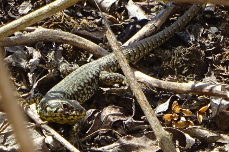 Umweltplanerische Leistung - Abfang und Umsiedeln von Eidechsen