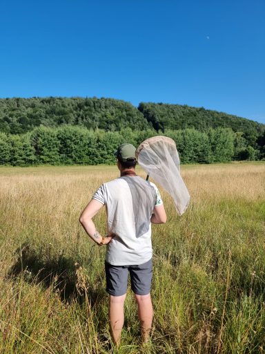 Heuschrecken-Kartierung mit Kescher