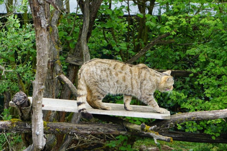 Umweltplanerische Leistung - Wildkatzen-Monitoring Lockstockmethode