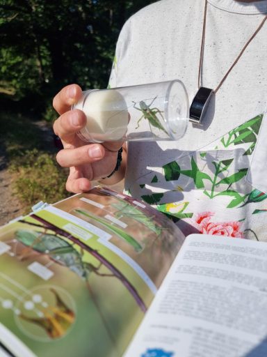 Heuschrecken-Bestimmung