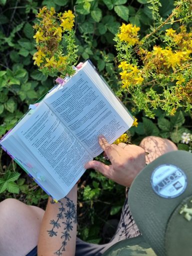 Pflanzenbestimmung mit Bestimmungsbuch