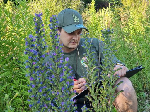 Erfassung von Pflanzenarten im Gelände