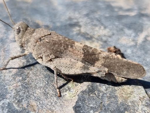 Blauflügelige Ödlandschrecke