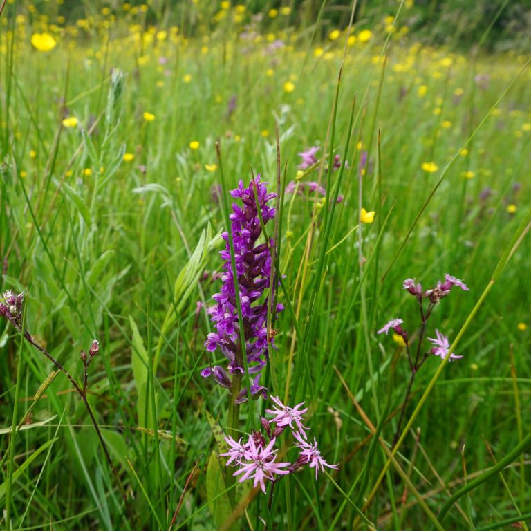 Feuchtwiese mit Knabenkraut und Kuckucks-Lichtnelke